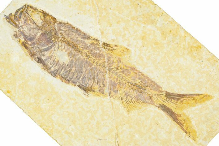 Detailed Fossil Fish (Knightia) - Wyoming #379461